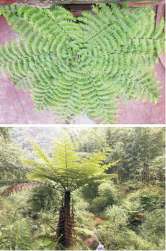 1719366263306200.png image.png